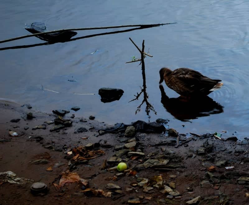 Klyazma River Bank - Image 1