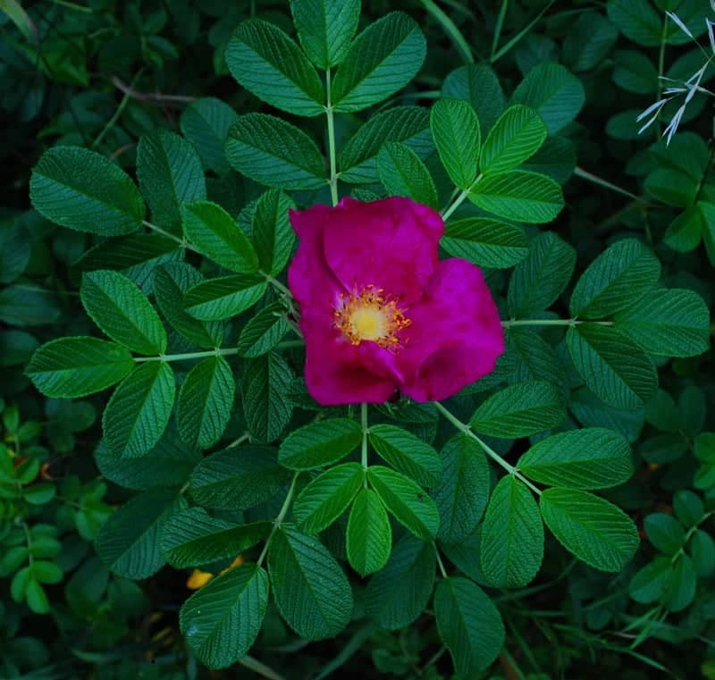 Orekhovo-Zuyevo Garden Blooms - Image 1