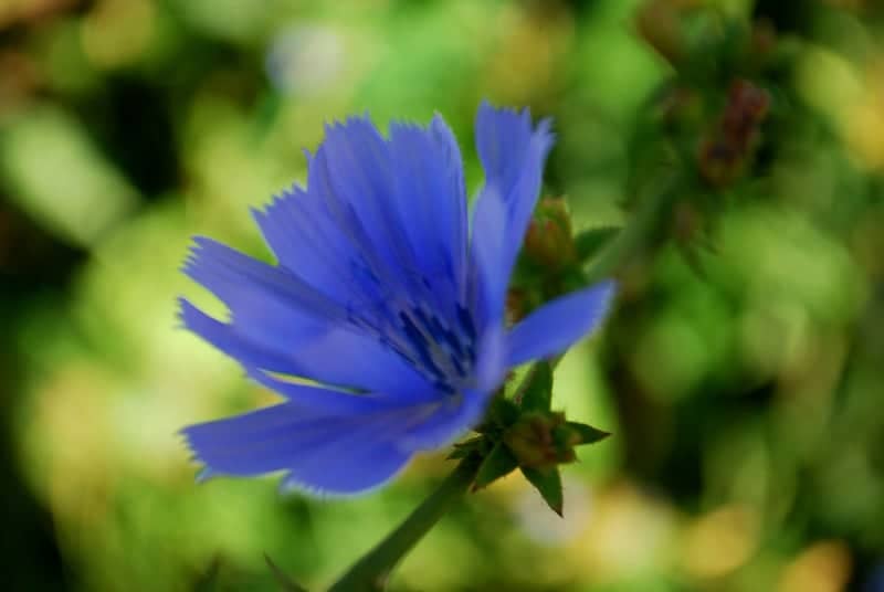Orekhovo-Zuyevo Wildflowers - Image 1