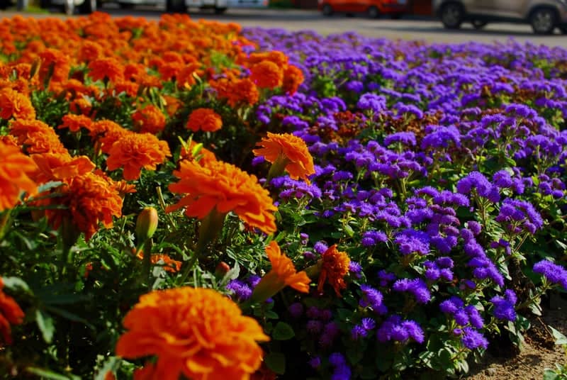 Galochkina Street Flower Garden - Image 1