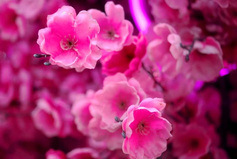 Pink Blossom Installation at Orekhovo-Zuyevo - Image 1