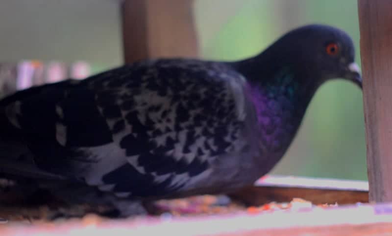 Malaya Dubna Bird Feeder - Image 1