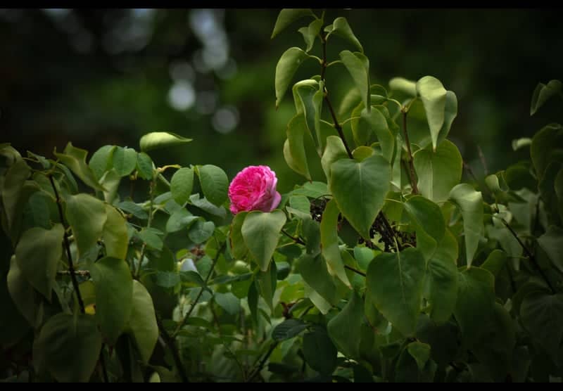 Botanischer Garten Krefeld - Image 1