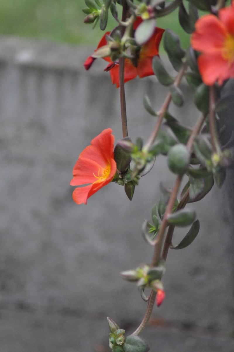Krefeld Garden Details - Image 1