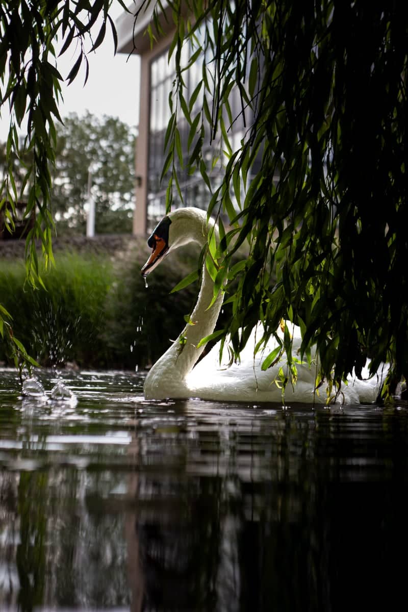 Crossways Lake - Image 1