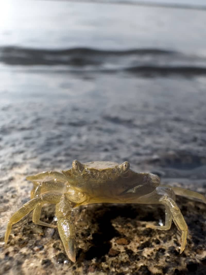 River Medway Shoreline - Image 1