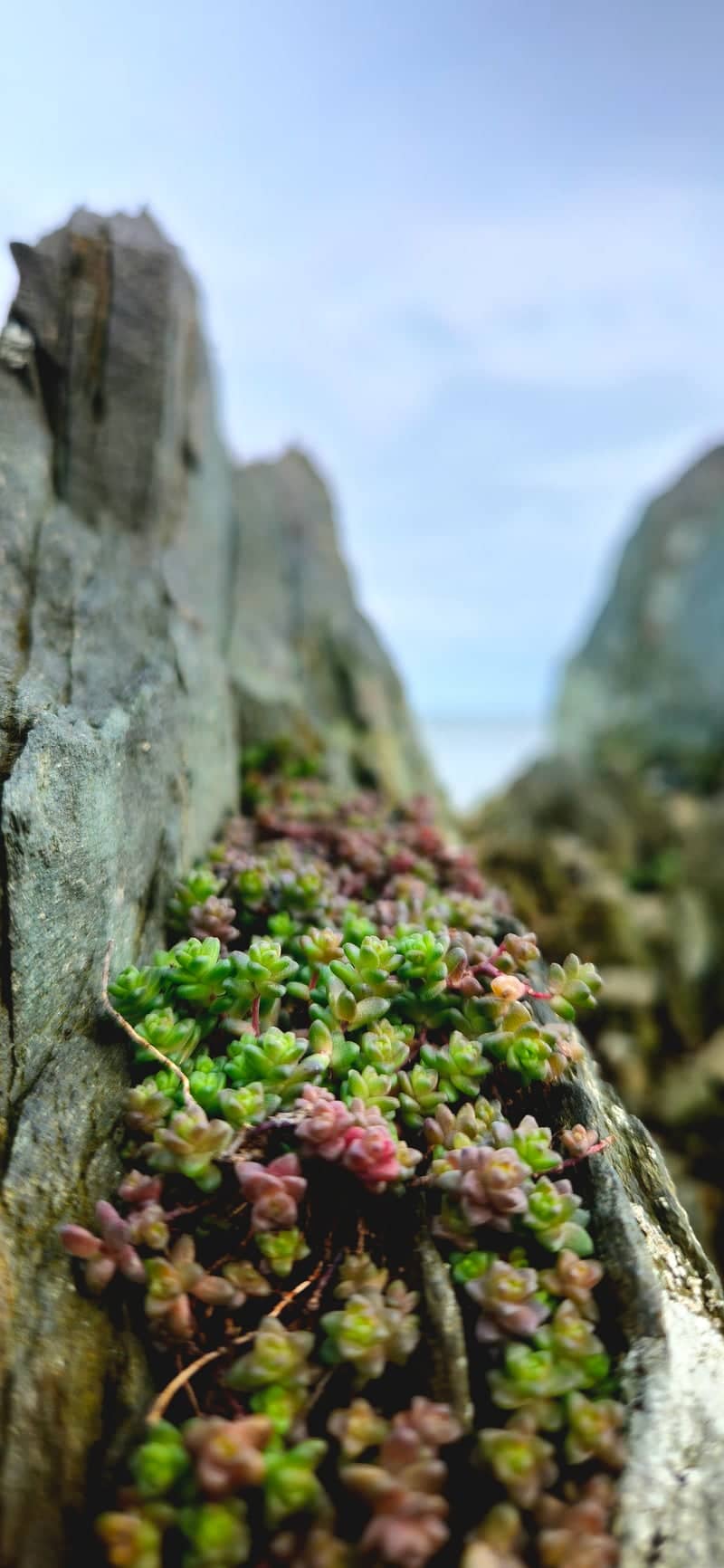 Clogherhead Cliff Walk - Image 1