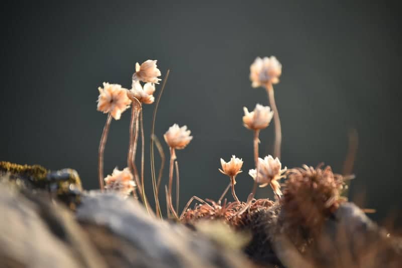 Mizen Head Coastal Flora - Image 1