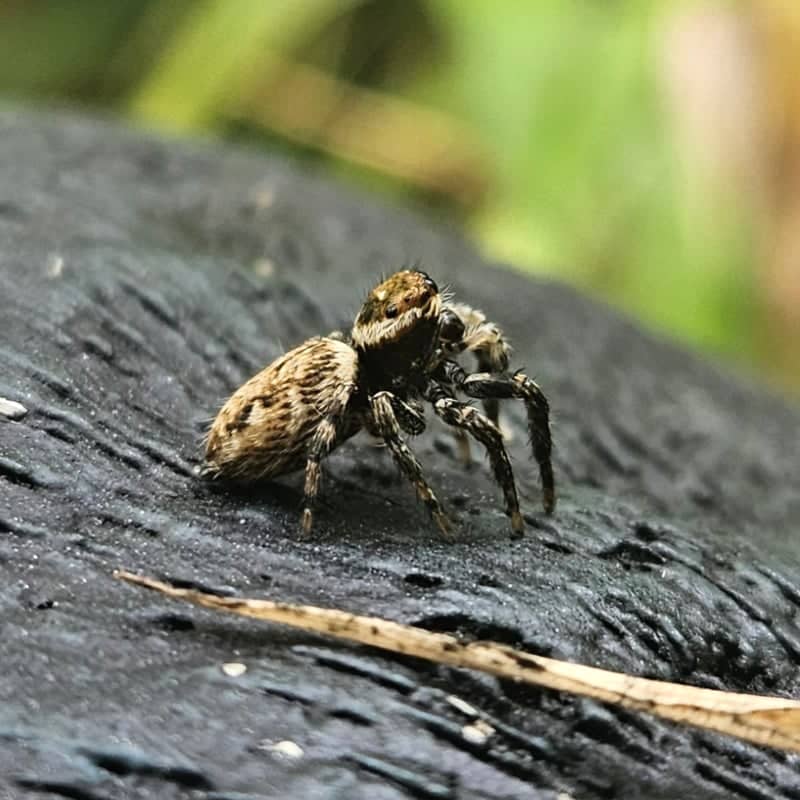 Carrigfadda Nature Spot - Image 1