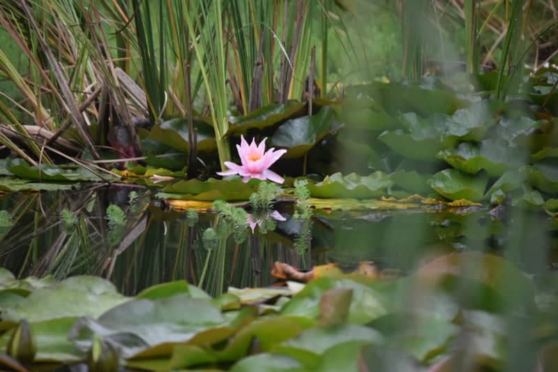 Reenmeen Woods Garden Pond - Image 1