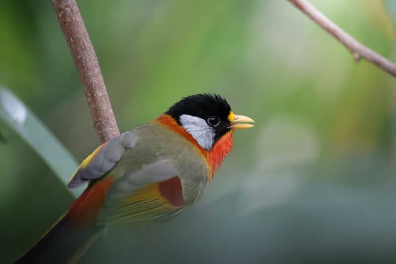 Marwell Zoo Aviary - Image 1