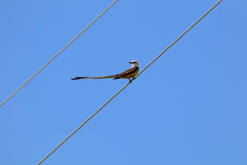 McGregor Rural Birding Spot - Image 1