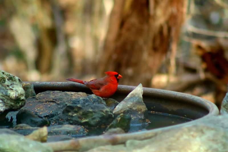Crawford Bird Sanctuary - Image 1