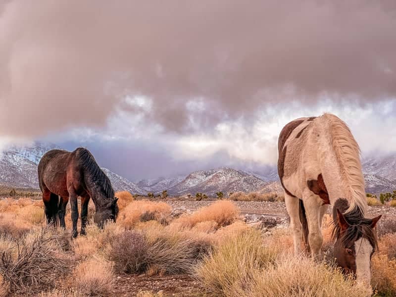 Calico Basin, Red Rock Canyon - Image 1