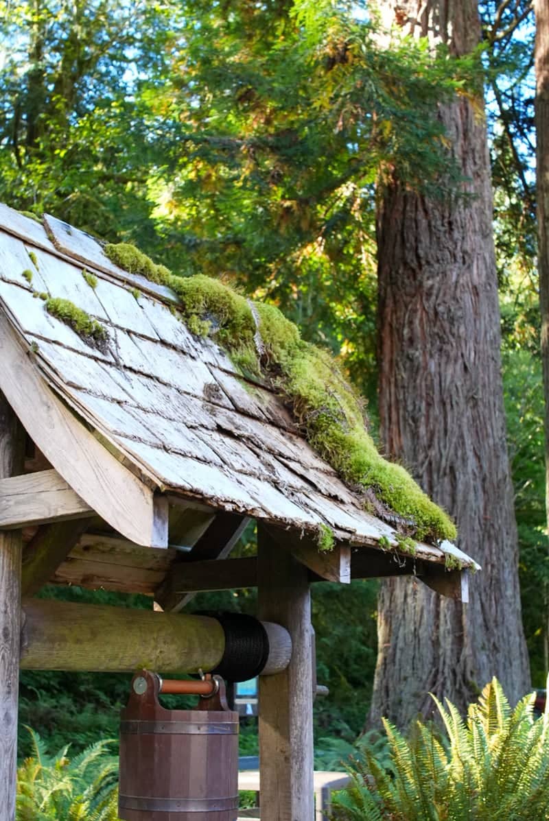 Lake Quinault Rainforest - Image 1