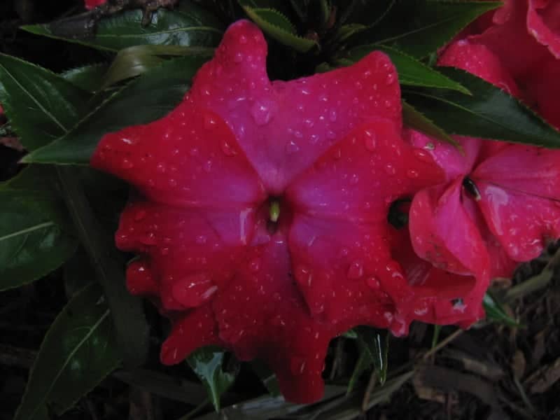 Powell Gardens - Image 1