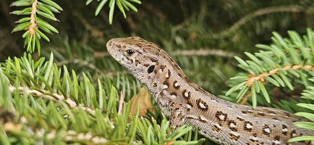 Lubliniec Forest Wildlife Spot - Image 1