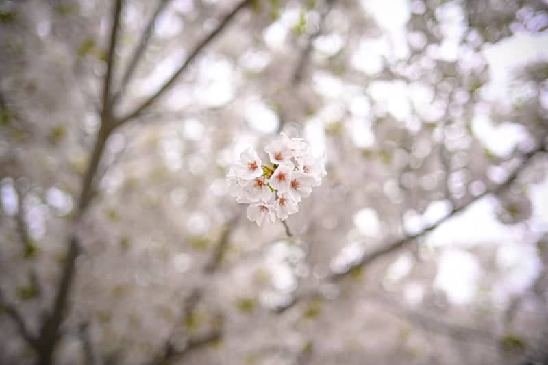 Longwood Gardens - Image 5