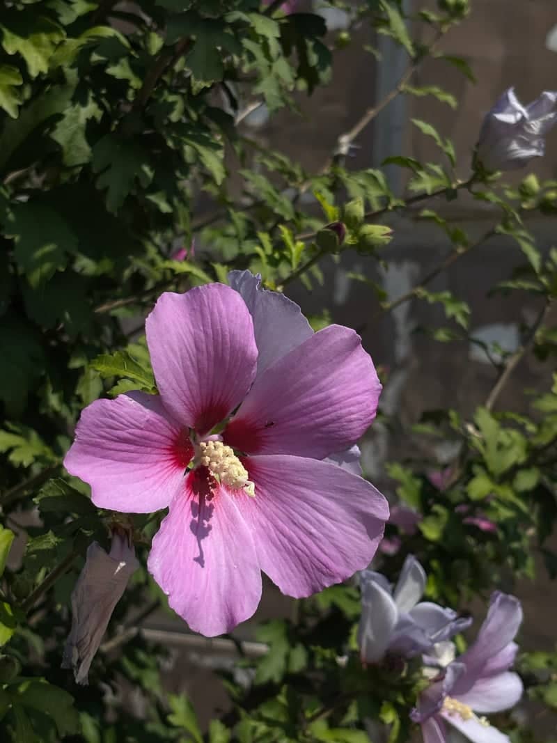 Pryluky Garden Blooms - Image 1