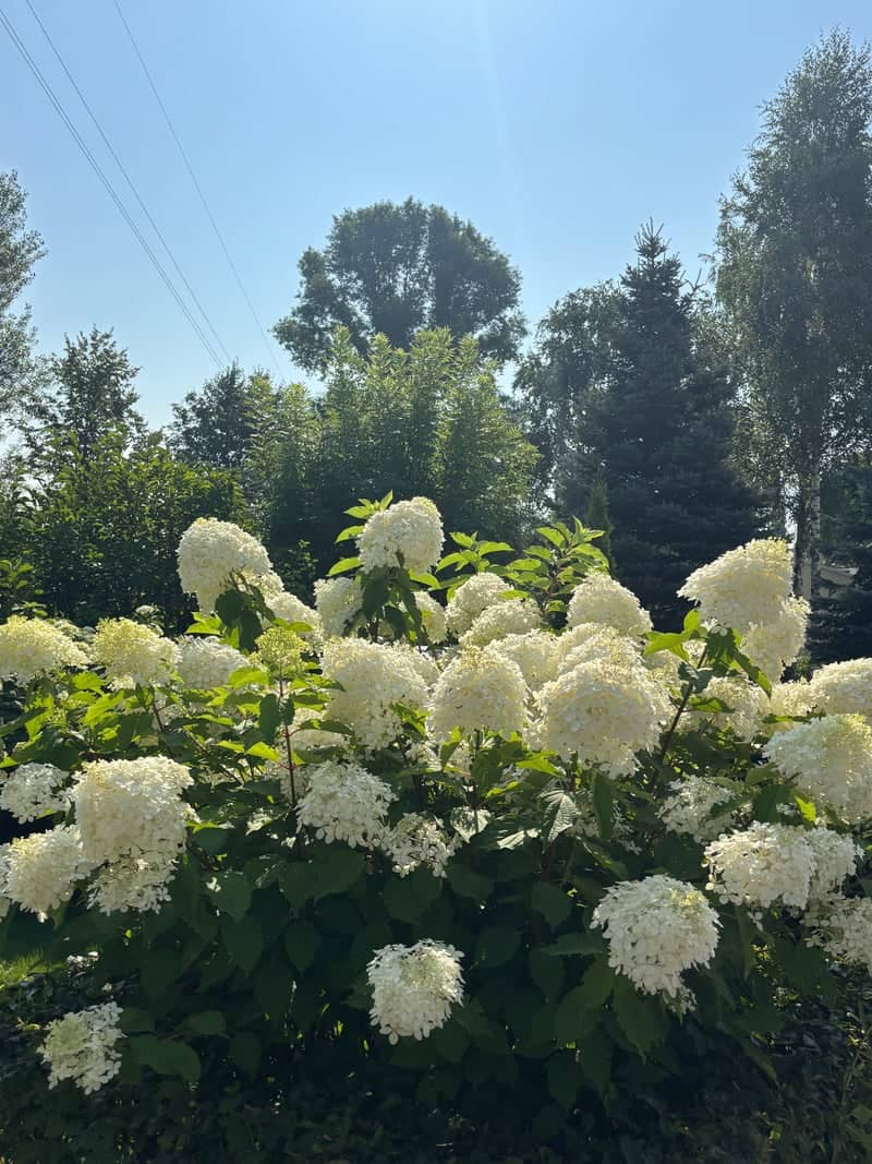 Vaclav Havel Boulevard Gardens - Image 1