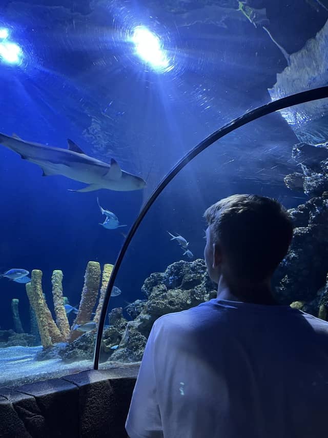 SEA LIFE Hannover - Image 1