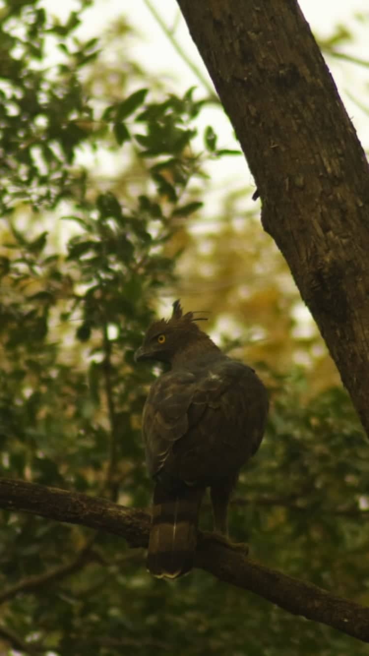 Tadoba-Andhari National Park - Image 1