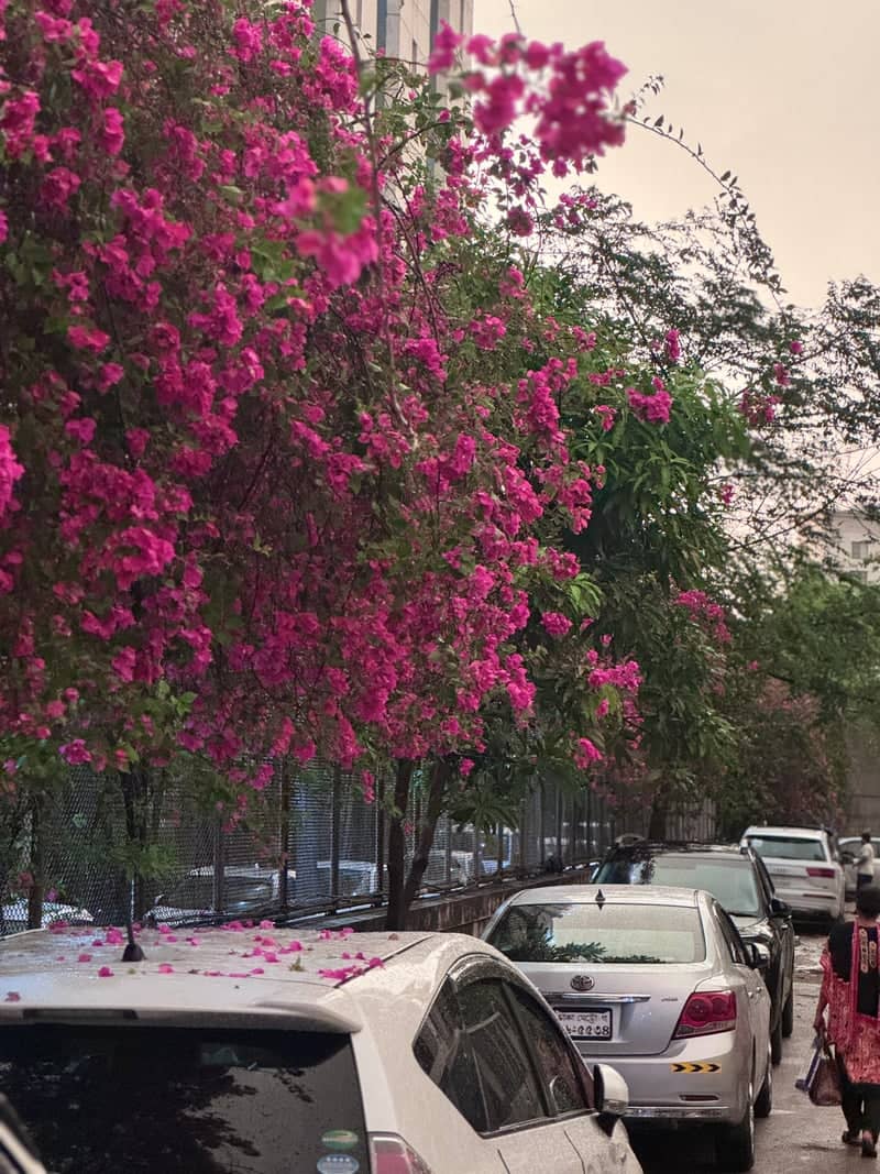 Bougainvillea Lined Street in Dhaka - Image 1