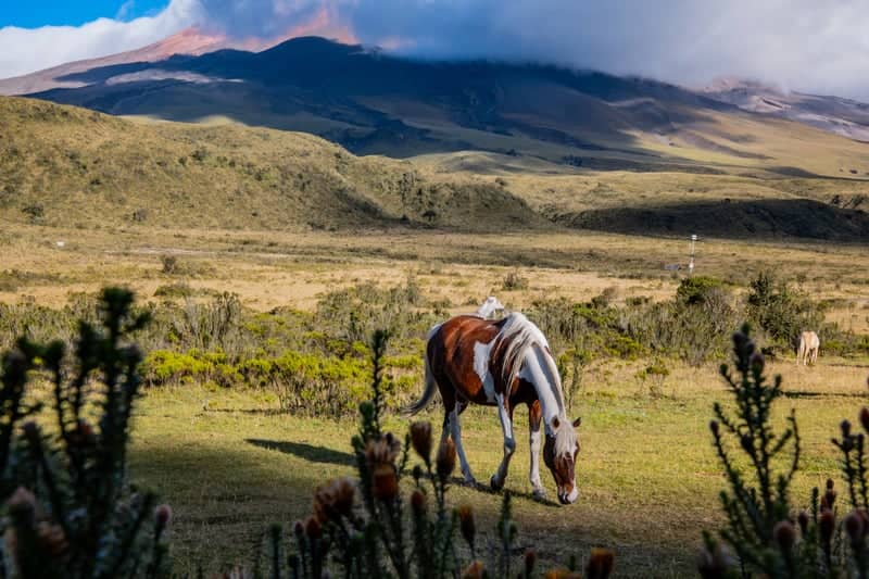 Cotopaxi National Park - Image 1