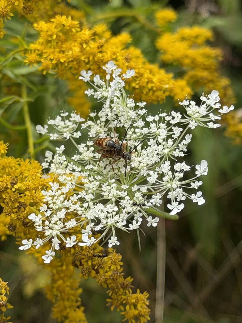 Thomaston Wildflower Garden - Image 1