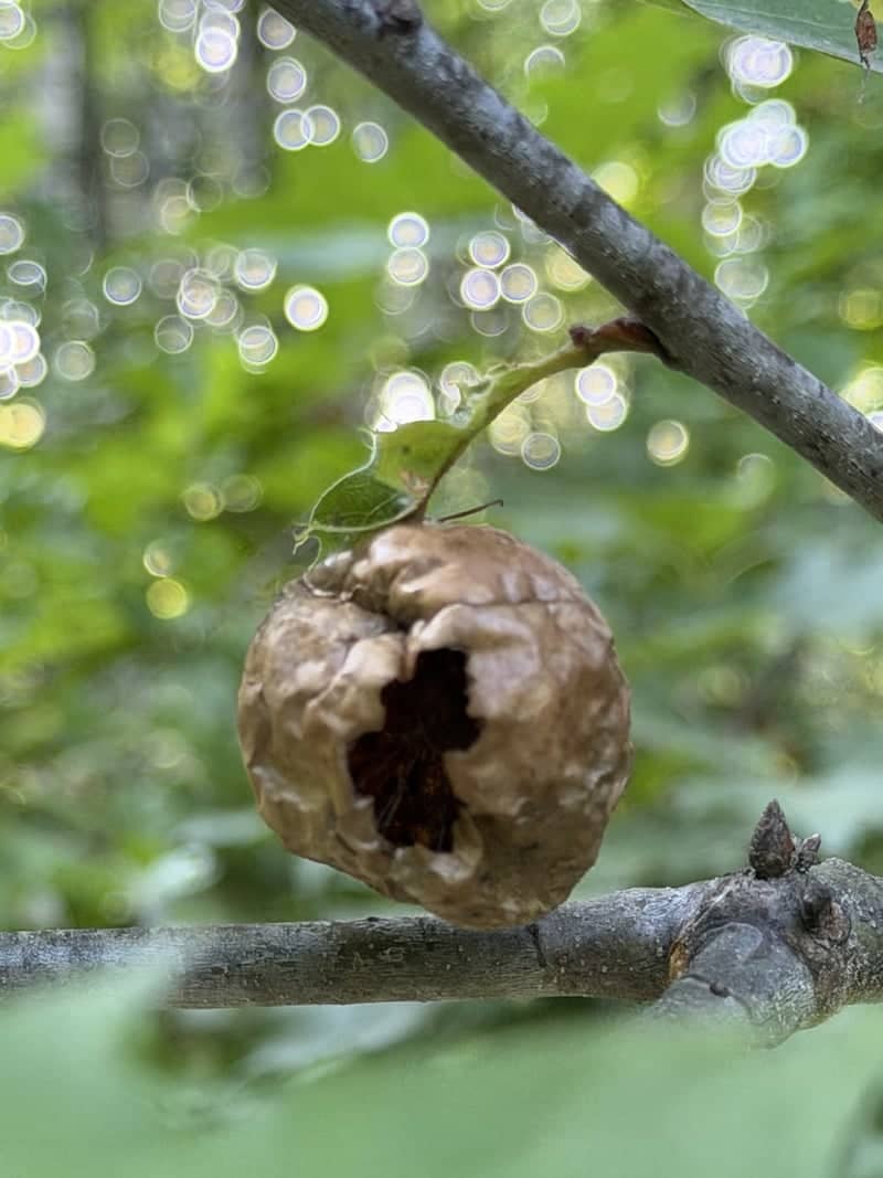 South Thomaston Woods - Image 1