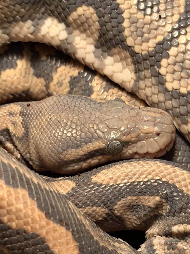 Macro Reptile Detail - Image 1