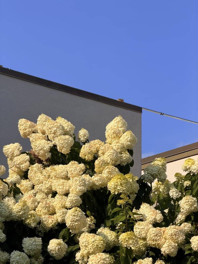 Rainin Road Hydrangea Garden - Image 1