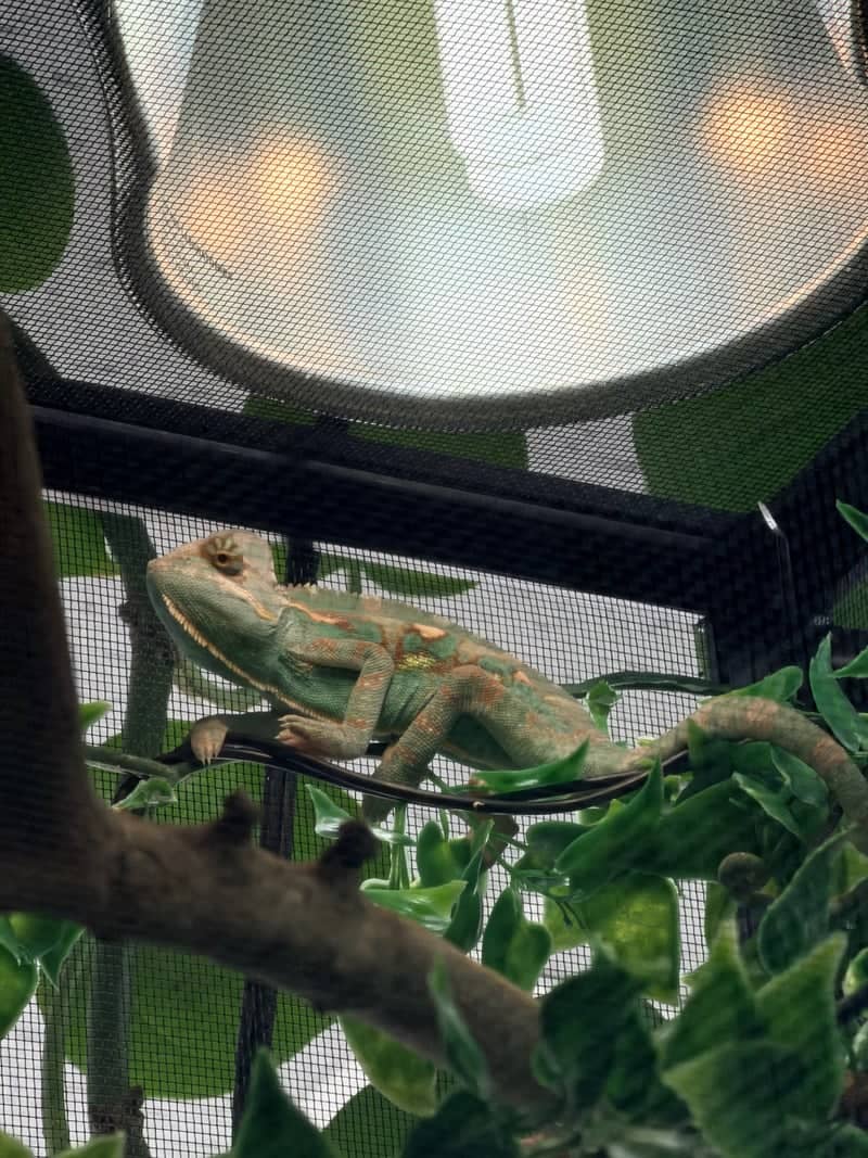 Chameleon Terrarium Display - Image 1