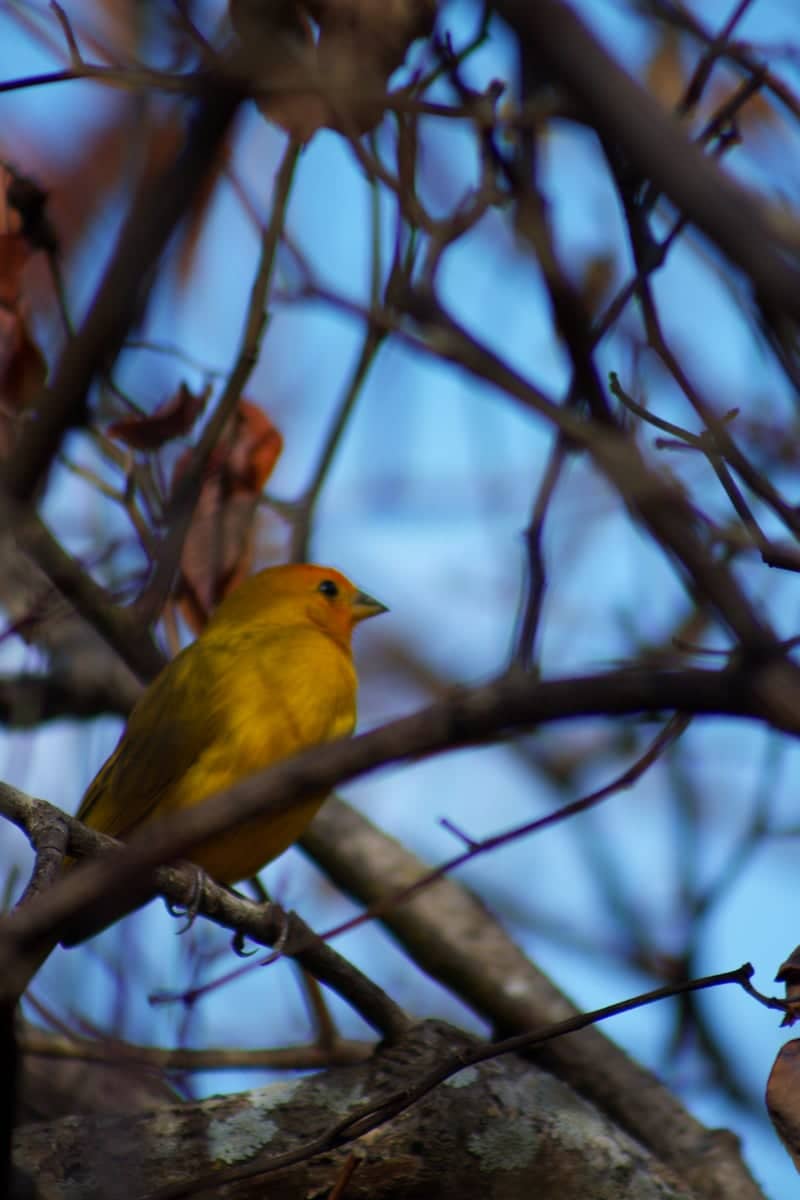 Nova Lima Nature Spot - Image 1