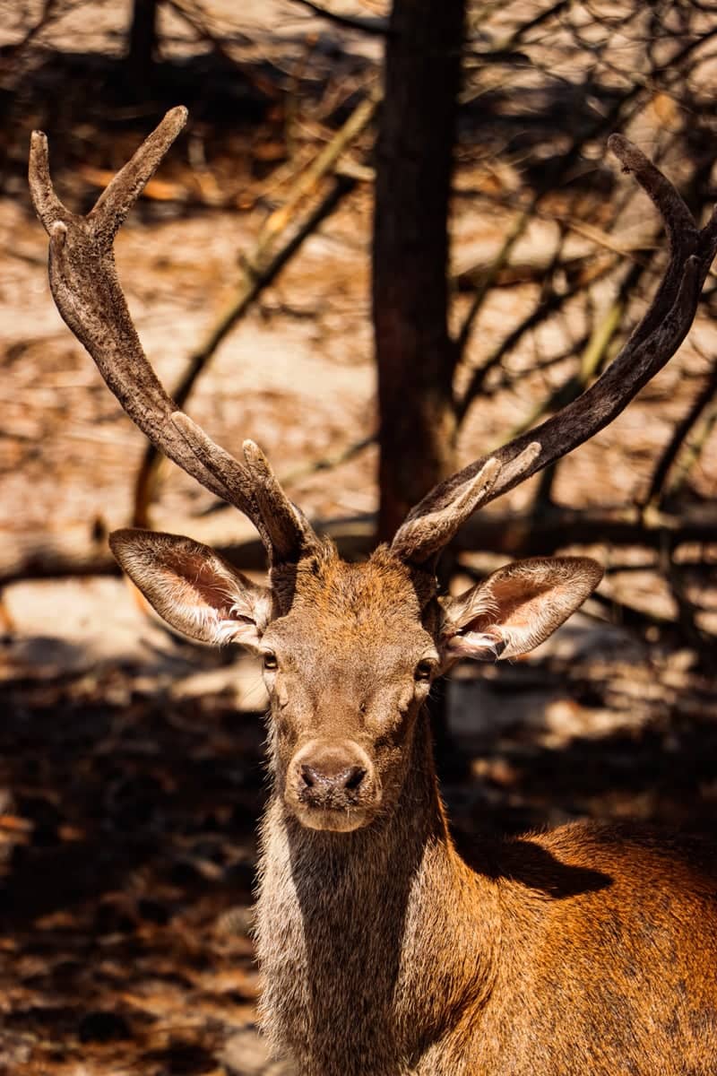 Pinhal de Leiria Wildlife Spot - Image 1