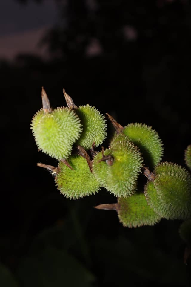 Tropical Flora of Orosi Valley - Image 1