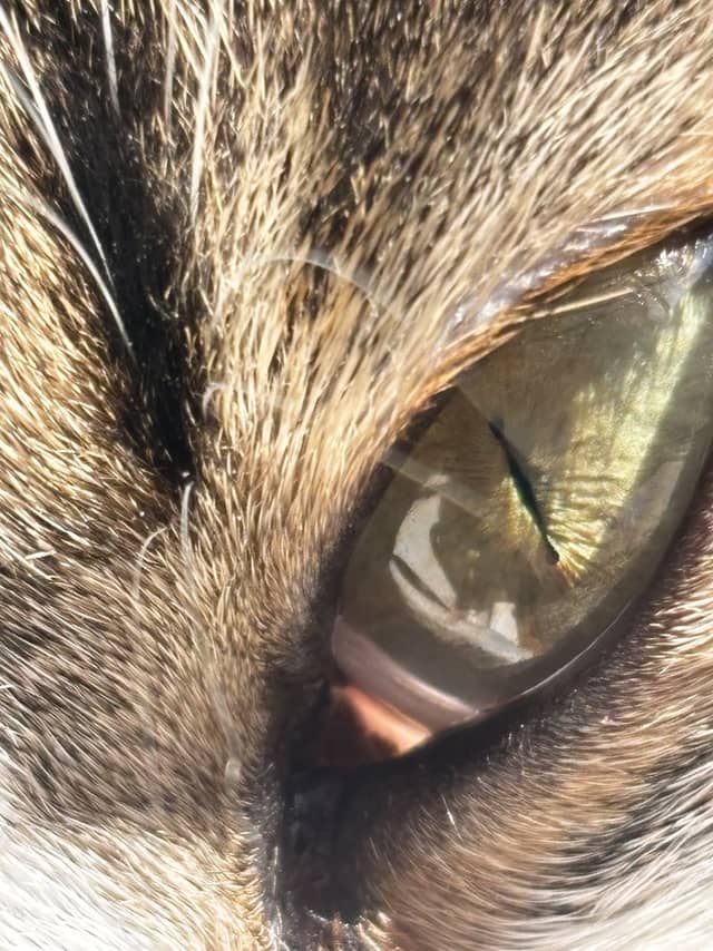 Macro Feline Eye Detail - Image 1