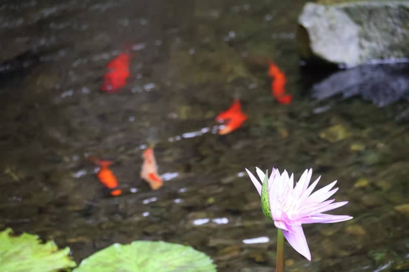 Brookside Gardens - Image 1