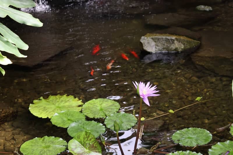Brookside Gardens - Image 2