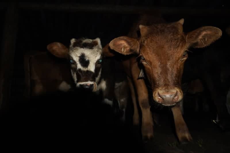 Khangal Livestock Shelter - Image 2