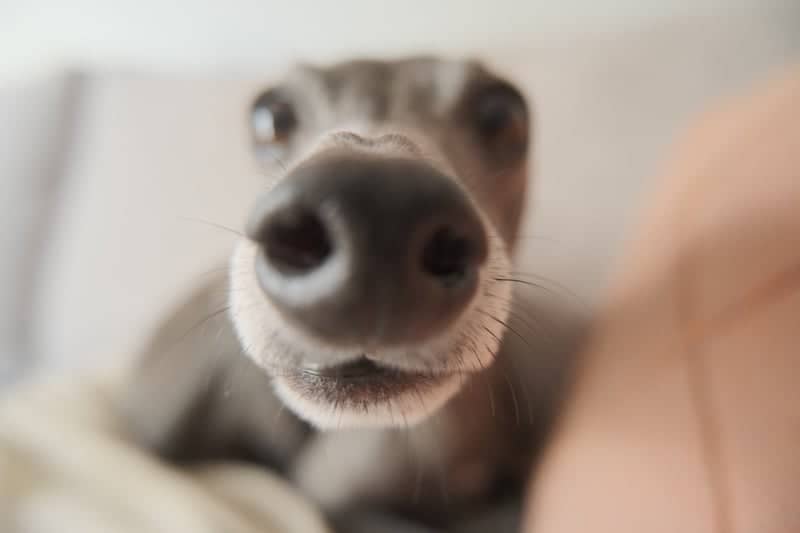 Indoor Pet Photography Spot - Image 1