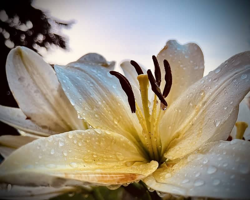 Loon Lake Garden Blooms - Image 1