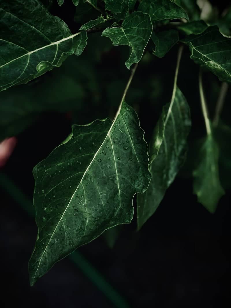 Kathmandu Garden Foliage - Image 1