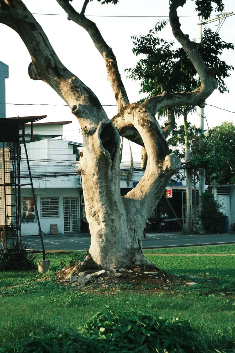 Gnarled Tree at UPLB Batong Malake - Image 1