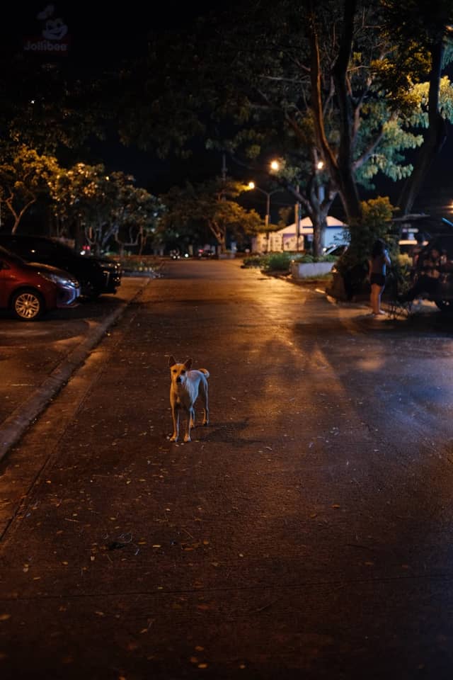 Santa Rosa Night Street Scene - Image 1