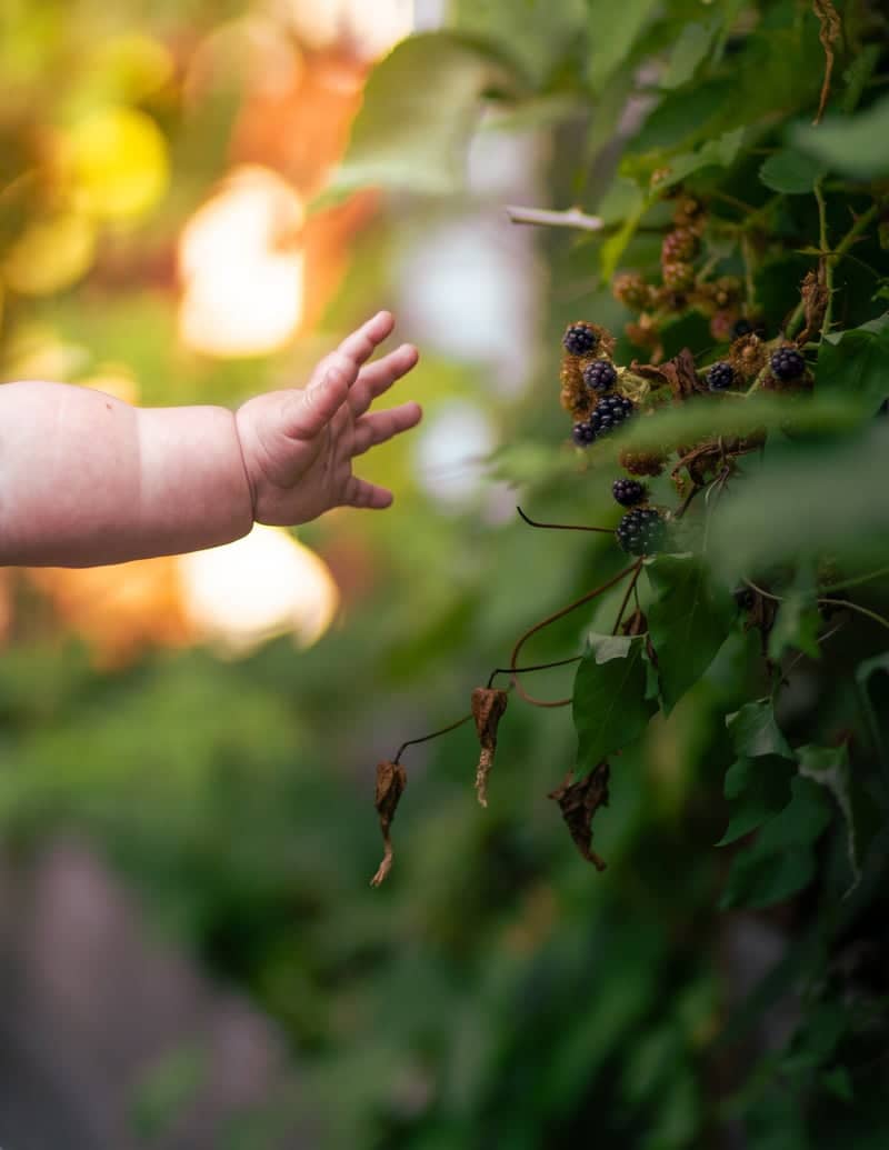 North Seattle Berry Patch - Image 1