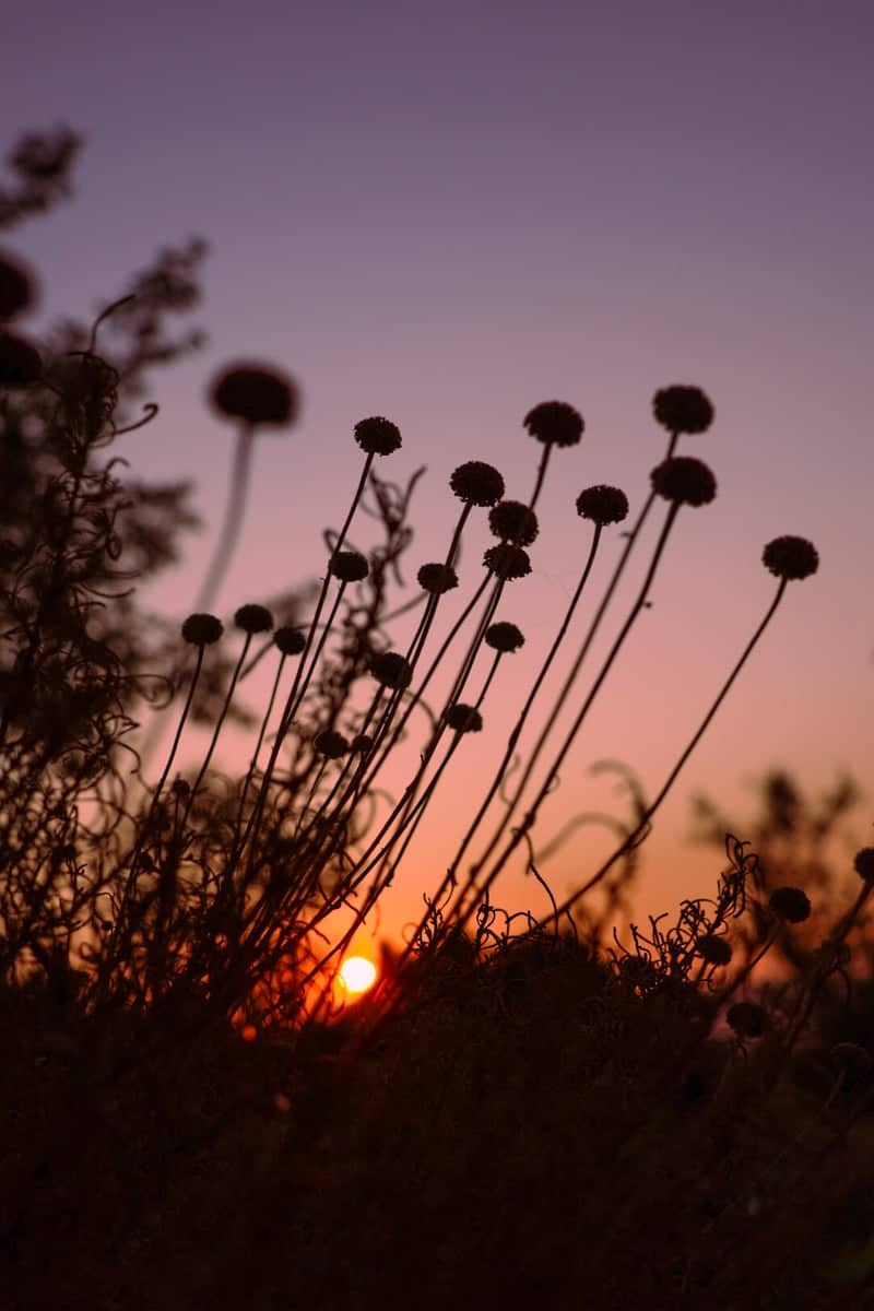 Folgosinho Sunset Meadows - Image 1