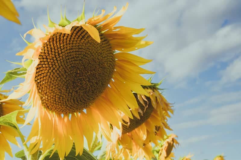 Lesher's Sunflower Field - Image 1