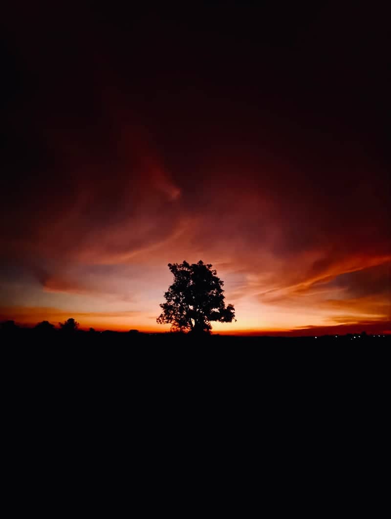 Lone Tree Sunset, Hosur - Image 1