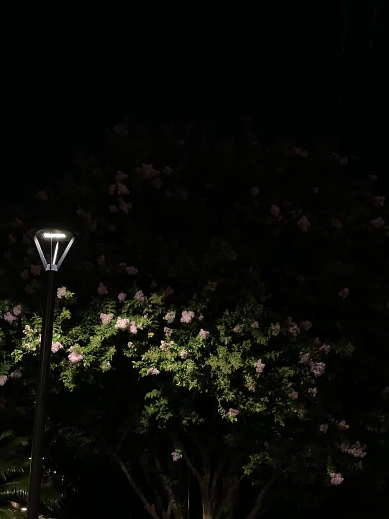 Pines City Center Night Blooms - Image 1